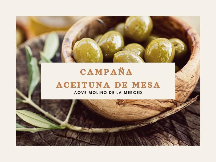 Imagen destacada de La campaña de la aceituna: del origen a la elaboración del AOVE