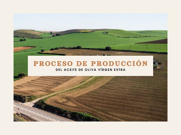 Imagen destacada de El Proceso de Producción del Aceite de Oliva: