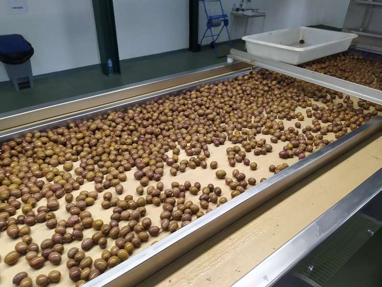 Platos de aceitunas de mesa