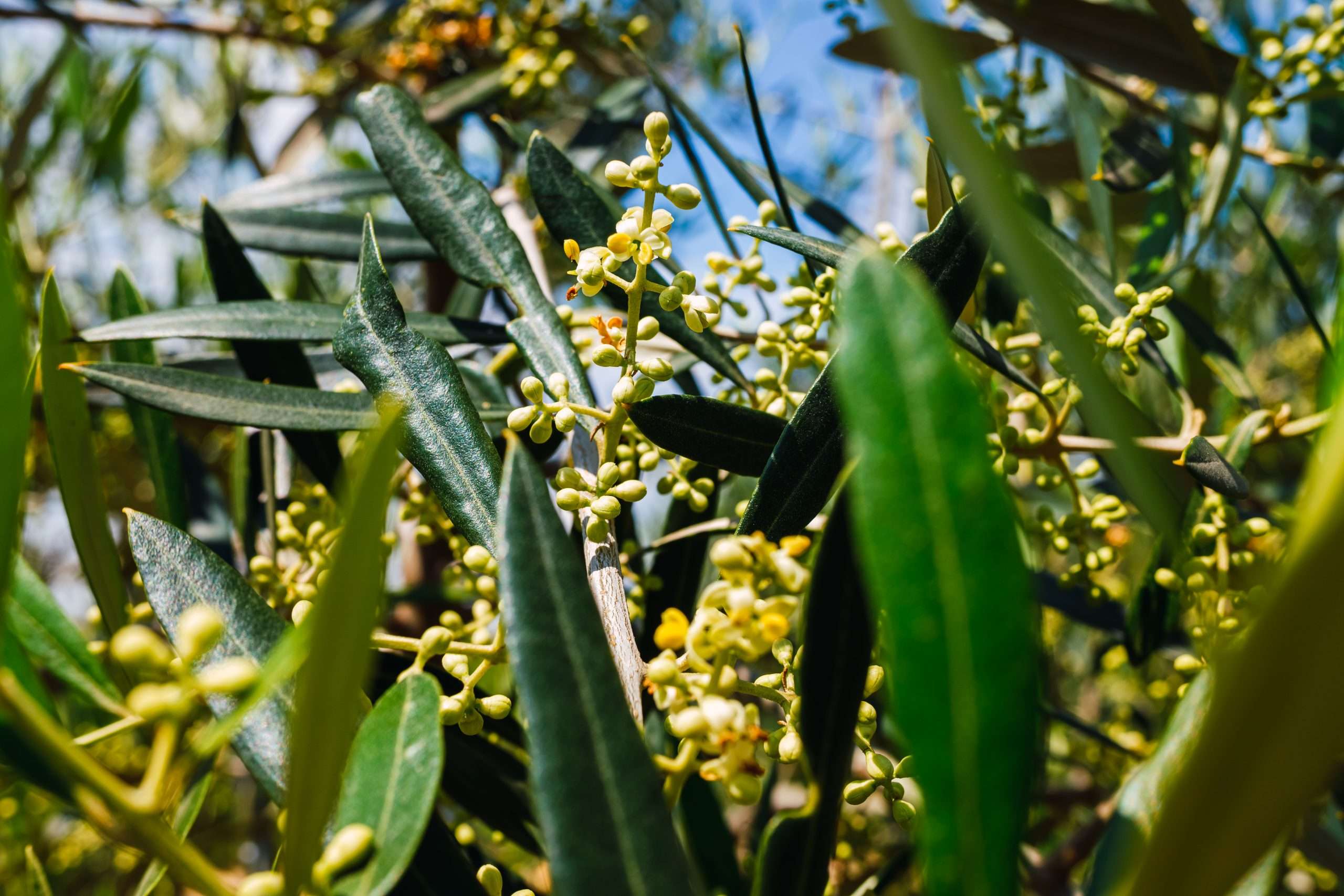 Olivar en plena floración