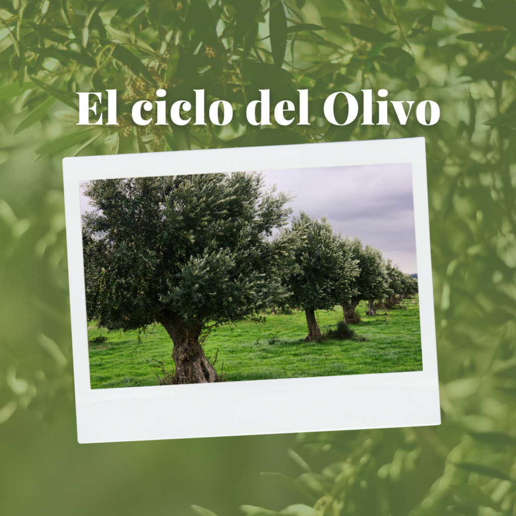 El Ciclo del Olivo   ı   Molino de la Merced